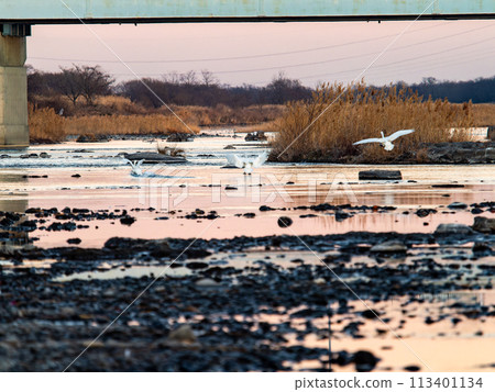 Swans wintering in the Arakawa River in the Tokyo metropolitan area, graceful flight in the evening 113401134
