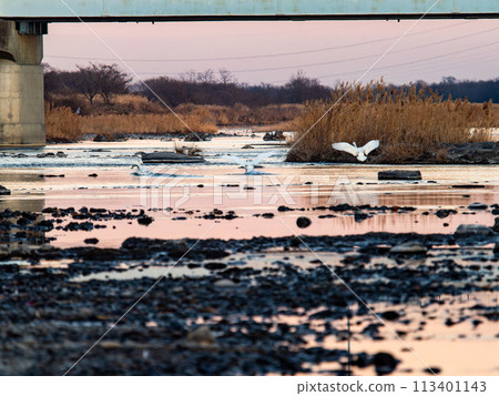 Swans wintering in the Arakawa River in the Tokyo metropolitan area, graceful flight in the evening 113401143