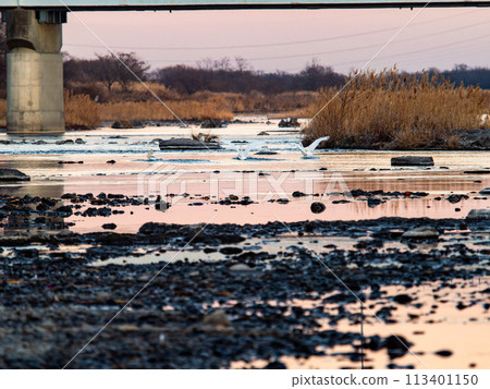 Swans wintering in the Arakawa River in the Tokyo metropolitan area, graceful flight in the evening 113401150