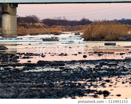 Swans wintering in the Arakawa River in the Tokyo metropolitan area, graceful flight in the evening 113401152