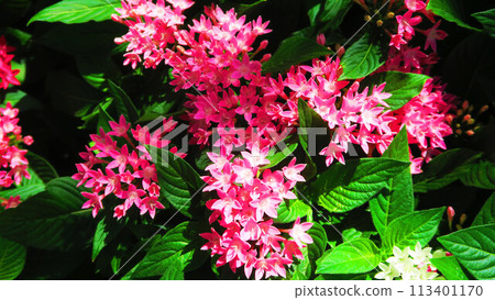 五花盛開的風景 五花盛開的風景 113401170