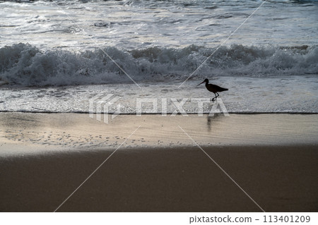 Seagull at the beach Seagull at the beach 113401209