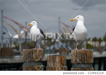 Black-headed gulls perched on the harbor fence 113401219