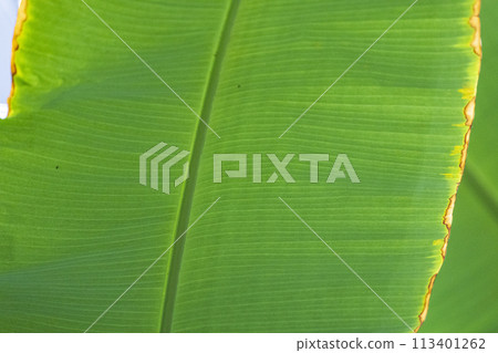 Large leaves Large leaves 113401262