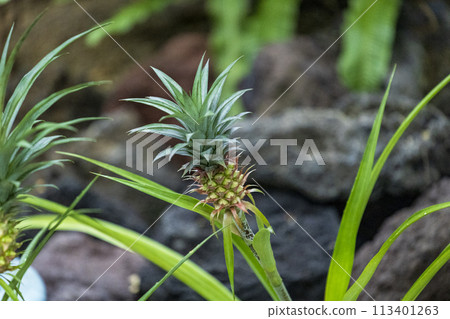 Unripe pineapple wild 113401263