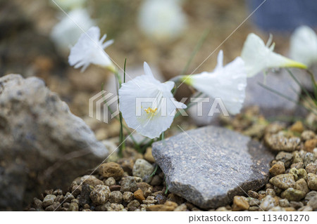 白一朵花 113401270