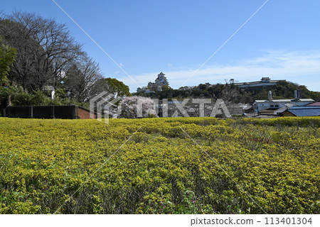 [Hyogo Prefecture, Himeji City] View of Himeji Castle from the Himeji Literary Museum 113401304