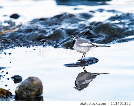 傍晚時分，一隻黑背鶺鴒站在小志川的水邊 113401332