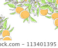 Simple design of orange with branch 113401395