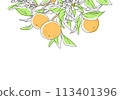 Simple design of orange with branch 113401396