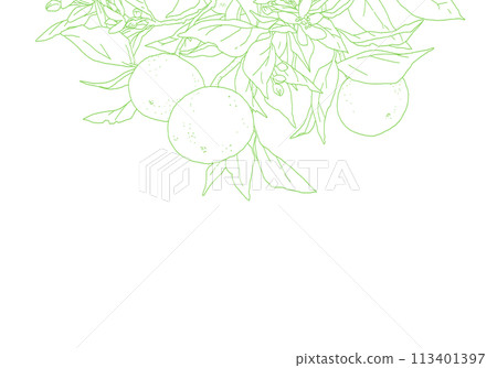 Simple line drawing of an orange with a branch 113401397