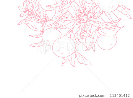 Simple line drawing of an orange with a branch 113401412