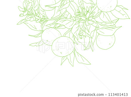Simple line drawing of an orange with a branch 113401413