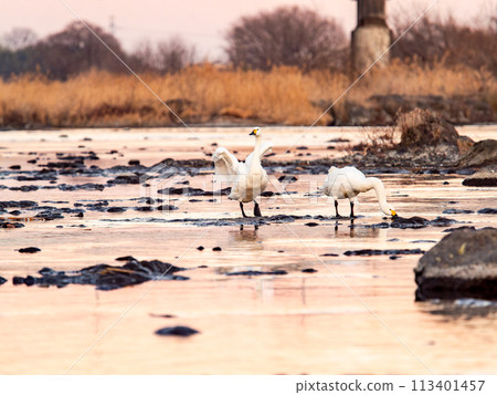 東京都荒川河上過冬的天鵝優雅動感的夜景 東京都荒川河上過冬的天鵝優雅動感的夜景 113401457