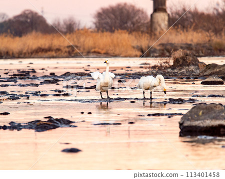 Elegant and dynamic flapping wings of swans wintering on the Arakawa River in the Tokyo metropolitan area - Evening scenery 113401458
