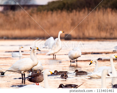 Elegant and dynamic flapping wings of swans wintering on the Arakawa River in the Tokyo metropolitan area - Evening scenery 113401461