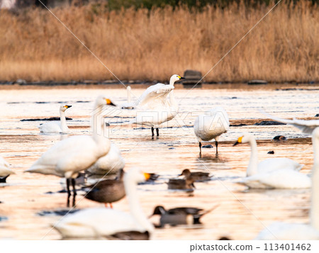 Elegant and dynamic flapping wings of swans wintering on the Arakawa River in the Tokyo metropolitan area - Evening scenery Elegant and dynamic flapping wings of swans wintering on the Arakawa River in the Tokyo metropolitan area - Evening scenery 113401462
