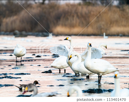 Elegant and dynamic flapping wings of swans wintering on the Arakawa River in the Tokyo metropolitan area - Evening scenery 113401470