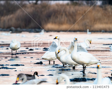 Elegant and dynamic flapping wings of swans wintering on the Arakawa River in the Tokyo metropolitan area - Evening scenery 113401473