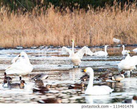 Elegant and dynamic flapping wings of swans wintering on the Arakawa River in the Tokyo metropolitan area - Evening scenery Elegant and dynamic flapping wings of swans wintering on the Arakawa River in the Tokyo metropolitan area - Evening scenery 113401476
