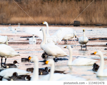 Elegant and dynamic flapping wings of swans wintering on the Arakawa River in the Tokyo metropolitan area - Evening scenery 113401478