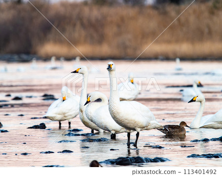 A flock of graceful and beautiful swans wintering on the Arakawa River in the Tokyo metropolitan area - Evening scenery 113401492