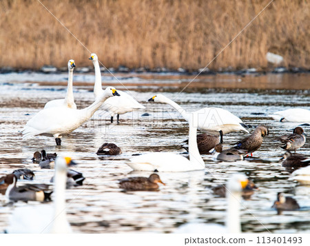 A flock of graceful and beautiful swans wintering on the Arakawa River in the Tokyo metropolitan area - Evening scenery A flock of graceful and beautiful swans wintering on the Arakawa River in the Tokyo metropolitan area - Evening scenery 113401493