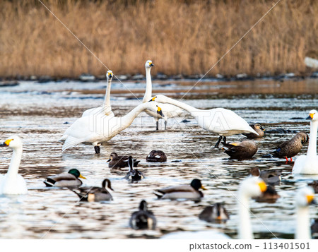 A flock of graceful and beautiful swans wintering on the Arakawa River in the Tokyo metropolitan area - Evening scenery A flock of graceful and beautiful swans wintering on the Arakawa River in the Tokyo metropolitan area - Evening scenery 113401501