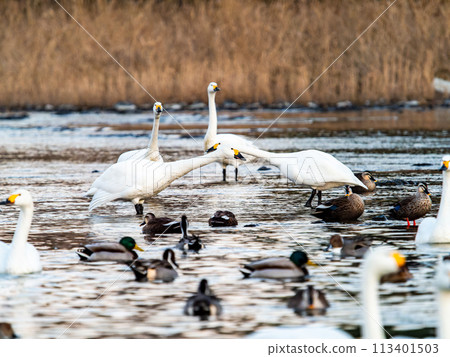 A flock of graceful and beautiful swans wintering on the Arakawa River in the Tokyo metropolitan area - Evening scenery A flock of graceful and beautiful swans wintering on the Arakawa River in the Tokyo metropolitan area - Evening scenery 113401503