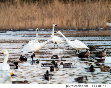 東京都荒川河中越冬的一群優雅美麗的天鵝的夜景 東京都荒川河中越冬的一群優雅美麗的天鵝的夜景 113401510