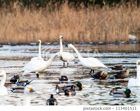 東京都荒川河中越冬的一群優雅美麗的天鵝的夜景 113401511