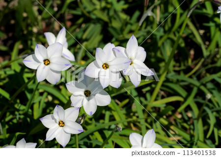 White flowers of Hananilla blooming in spring 113401538