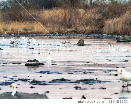Swans wintering in the Arakawa River in the Tokyo metropolitan area, graceful flight in the evening Swans wintering in the Arakawa River in the Tokyo metropolitan area, graceful flight in the evening 113401561