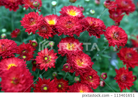 Red chrysanthemum flower Red chrysanthemum flower 113401651