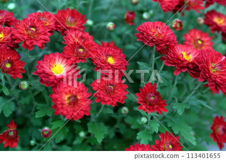 紅色菊花花 紅色菊花花 113401655