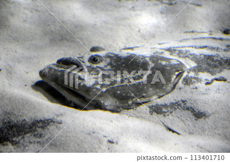 flounder flounder 113401710