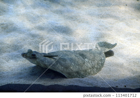 flounder flounder 113401712