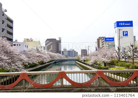 A view of the riverside with cherry blossoms in full bloom from Sakae Bridge near Nankai Railway Sakai Station, Sakai Ward, Sakai City, Osaka Prefecture 113401764