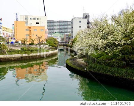 A view of the riverside with cherry blossoms in full bloom from Sakae Bridge near Nankai Railway Sakai Station, Sakai Ward, Sakai City, Osaka Prefecture 113401765