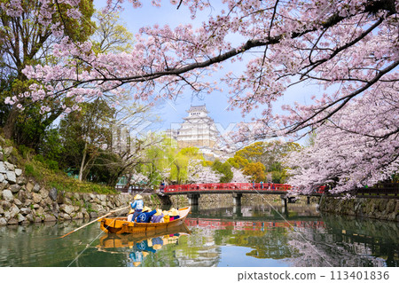 盛開的櫻花和姬路城堡 113401836