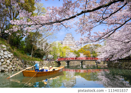 盛開的櫻花和姬路城堡 113401837