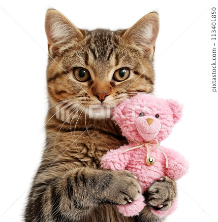 Cute cat hugs a teddy bear. Cute cat hugs a teddy bear. 113401850