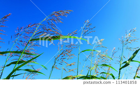 塞班高粱和藍藍的天空景觀 113401858