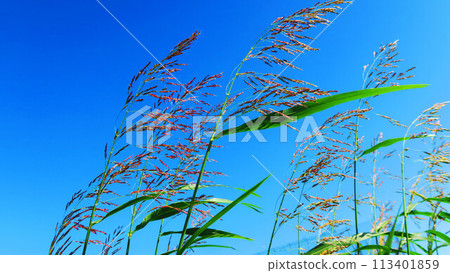 塞班高粱和藍藍的天空景觀 113401859