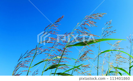 塞班高粱和藍藍的天空景觀 113401860