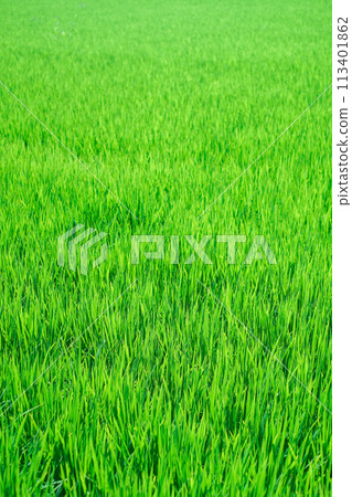 Rice earrings shaking in the wind Rice earrings shaking in the wind 113401862