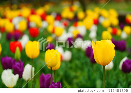 泉之森公園盛開的鬱金香 泉之森公園盛開的鬱金香 113401896