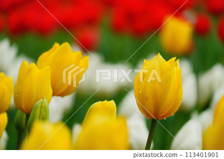 Tulips blooming in Izuminomori Park 113401901