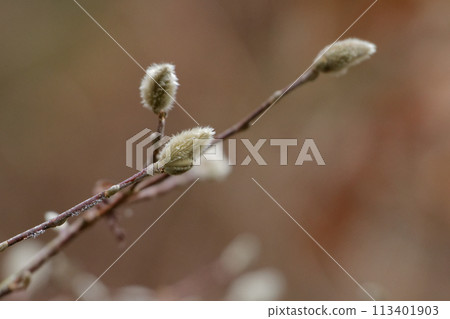 Winter buds of magnoliaceae 113401903