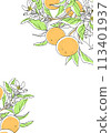 Simple design of orange with branch 113401937